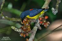 Orange-bellied Flowerpecker (Male) Scientific name - Dicaeum trigonostigma