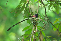 Japanese Paradise Flycatcher