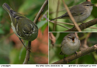 노랑눈썹솔새 솔새사촌? or Chiffchaff? or ?????