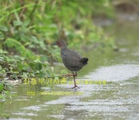 쇠뜸부기사촌 Ruddy-breasted Crake