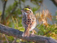 Yellow-browed Bunting Emberiza chrysophrys