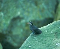 Whiskered Auklet » Aethia pygmaea