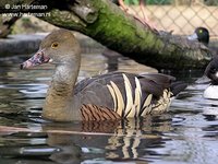 Eyton's (Plumed) Whistling duck  Dendrocygna eytoni