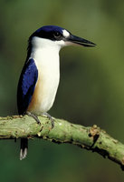 Forest Kingfisher