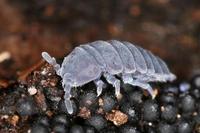 Tetrodontophora bielanensis - Giant springtail