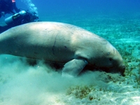 Dugong photo