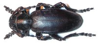 Dorcadion aethiops majoripenne