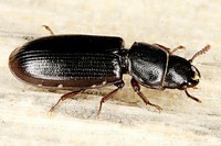 Tenebroides fuscus