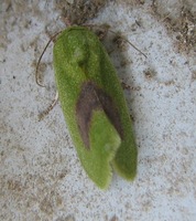 Earias insulana - Egyptian Bollworm