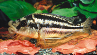 Cheilochromis euchilus, Malawi thick lip: aquarium