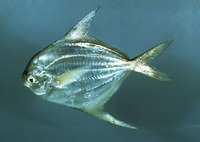 Peprilus alepidotus, Harvestfish: fisheries