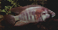 Haplochromis burtoni, : fisheries, aquarium