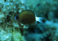 Chromis hanui, Hawaiian bicolor chromis: aquarium