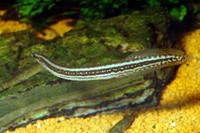 Macrognathus aral, One-stripe spinyeel: fisheries