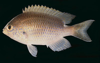 Chromis dasygenys, Blue-spotted chromis: