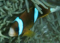 Amphiprion akindynos, Barrier reef anemonefish: aquarium