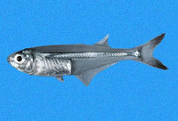 Atherinella eriarcha, Longfin silverside: