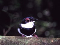 Chestnut Wattle-eye