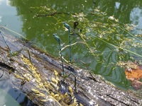 Coenagrion puella - Azure Damselfly