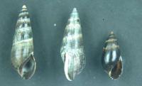Fagotia daudebartii daudebartii