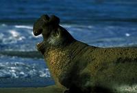 Image of: Mirounga angustirostris (northern elephant seal)