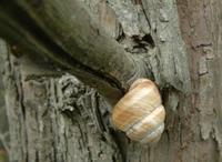 Cepaea vindobonensis