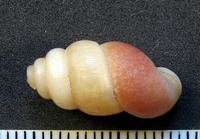 Farcimen bituberculatum