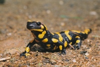 Salamandra salamandra - Fire Salamander