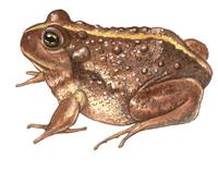 Image of: Odontophrynus occidentalis