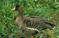 Anser albifrons elgasi - Tule White-fronted Goose