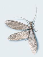 Image of: Archichauliodes diversus