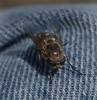 Image of: Chrysops