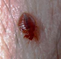 Image of: Cimicidae (bed bugs)