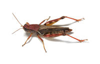 Image of: Melanoplus sanguinipes (migratory grasshopper)