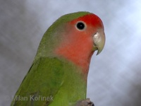 Agapornis roseicollis - Rosy-faced Lovebird