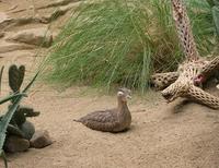 Image of: Burhinus bistriatus (double-striped thick-knee)