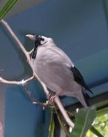 Image of: Creatophora cinerea (wattled starling)