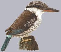 Image of: Halcyon chelicuti (striped kingfisher)