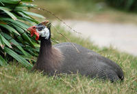 Image of: Numida meleagris (helmeted guineafowl)