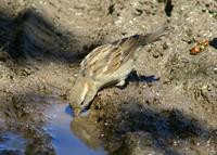 Image of: Passer domesticus (house sparrow)