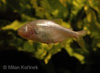 Astyanax mexicanus - Blind Cave Characin