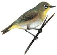 Image of: Zosterops pallidus (pale white-eye)