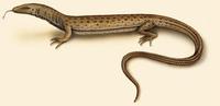 Image of: Varanus caudolineatus