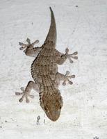 Tarentola mauritanica - Wall Gecko