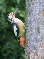 Himalayan Woodpecker - Dendrocopos himalayensis