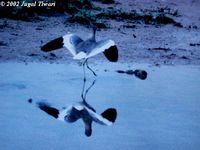 White-tailed Lapwing - Vanellus leucurus