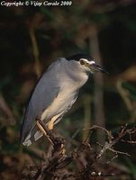 Black-crowned Night Heron - Nycticorax nycticorax