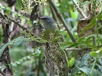 Javan Grey-throated White-eye - Lophozosterops javanicus