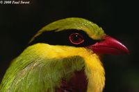 Indochinese Green Magpie - Cissa hypoleuca