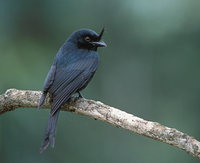 Crested Drongo (Dicrurus forficatus) photo